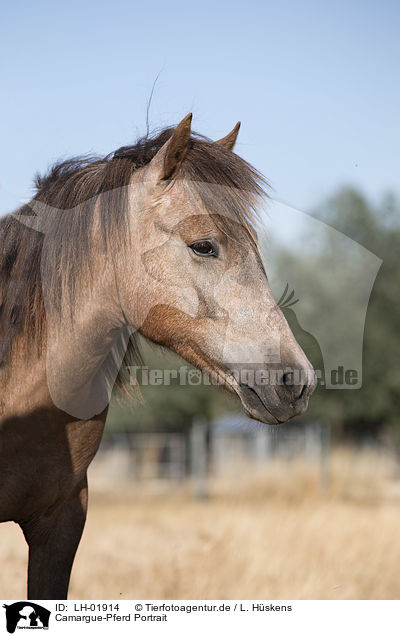 Camargue-Pferd Portrait / LH-01914