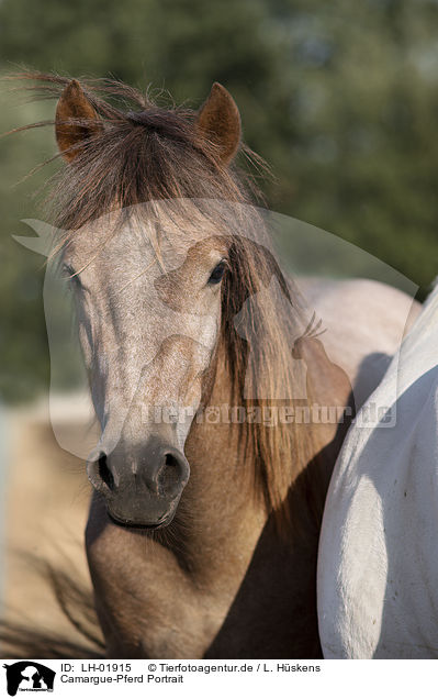 Camargue-Pferd Portrait / LH-01915