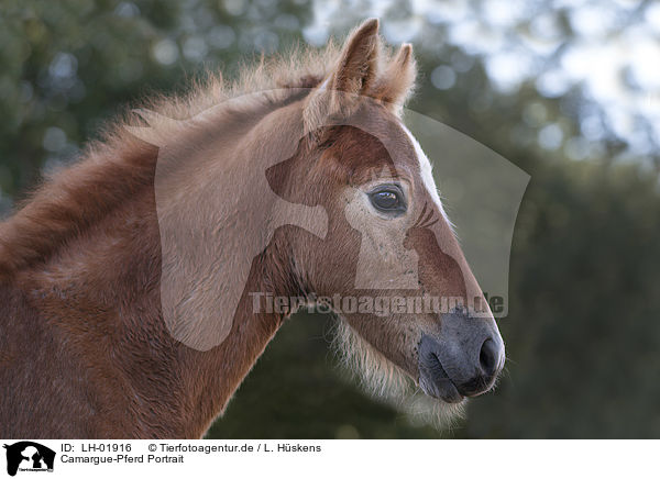 Camargue-Pferd Portrait / LH-01916