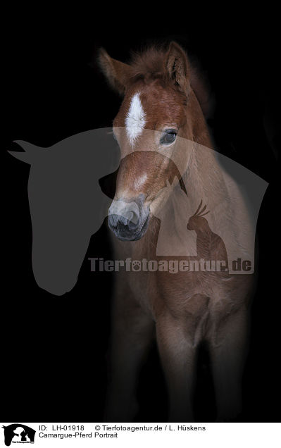 Camargue-Pferd Portrait / Camargue Horse portrait / LH-01918