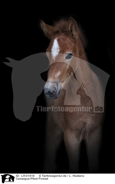 Camargue-Pferd Portrait / LH-01918