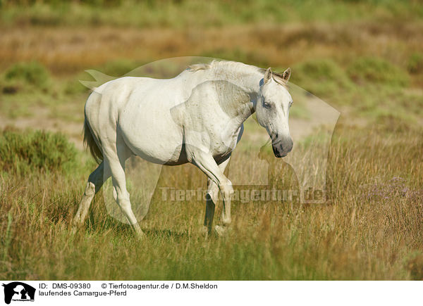 laufendes Camargue-Pferd / walking Camargue-horse / DMS-09380