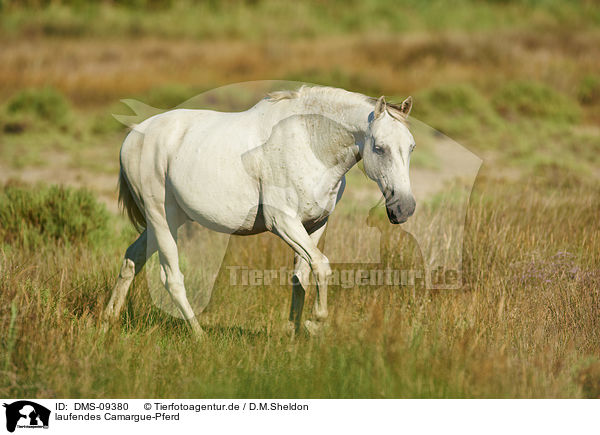 laufendes Camargue-Pferd / DMS-09380