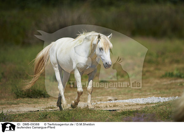 laufendes Camargue-Pferd / DMS-09388