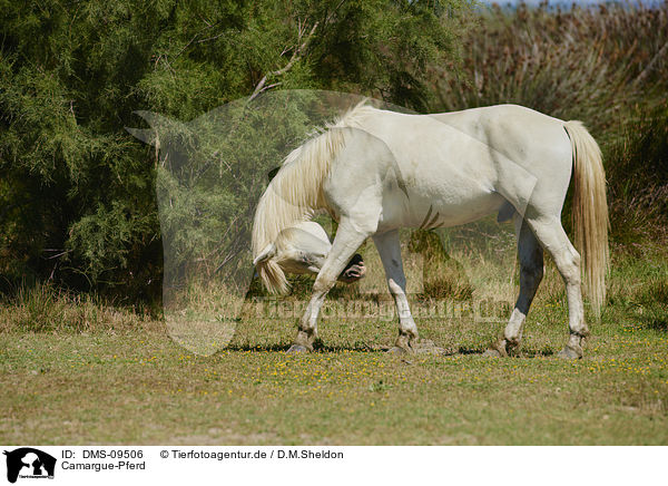 Camargue-Pferd / DMS-09506