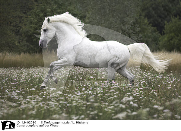 Camarguepferd auf der Wiese / Camarguehorse in the meadow / LH-02580