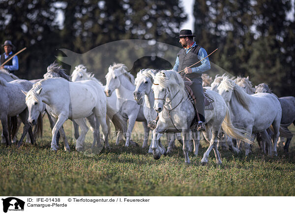 Camargue-Pferde / Camarguehorses / IFE-01438