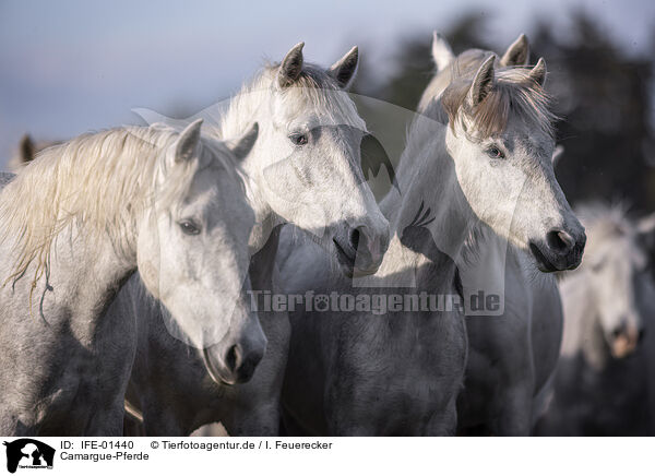Camargue-Pferde / Camarguehorses / IFE-01440