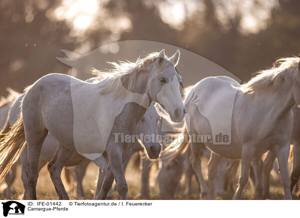 Camargue-Pferde / IFE-01442