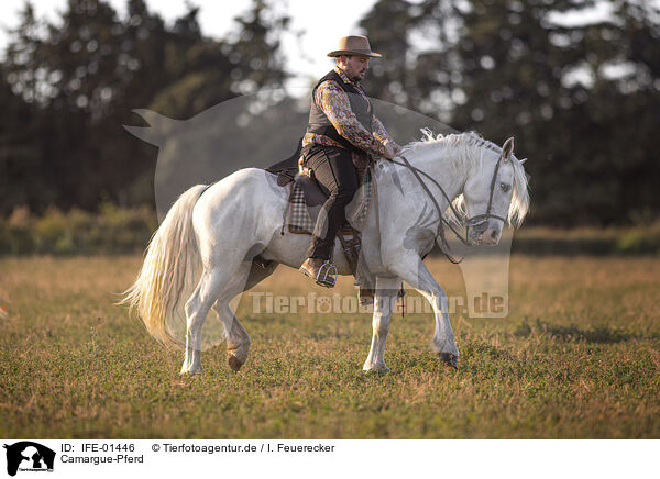 Camargue-Pferd / Camarguehorse / IFE-01446