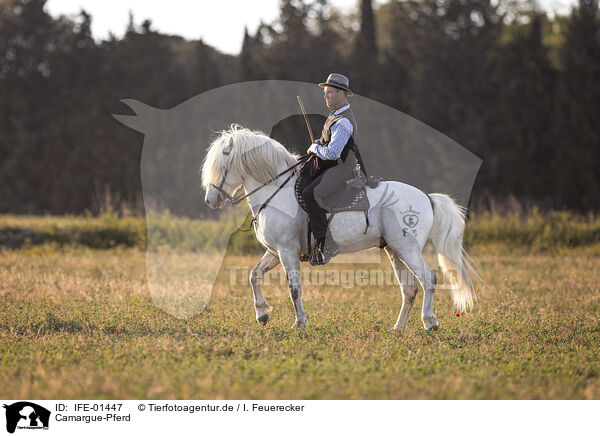Camargue-Pferd / Camarguehorse / IFE-01447