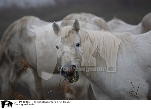 Camargue-Pferde / JM-16488