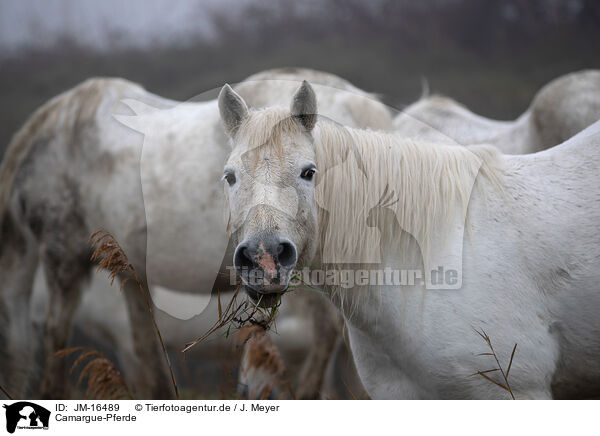 Camargue-Pferde / Camarguehorses / JM-16489