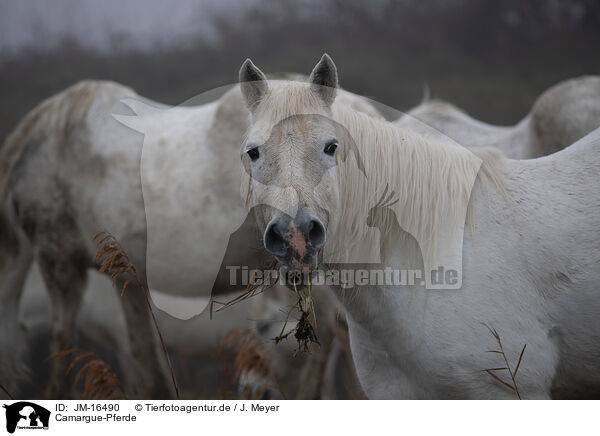 Camargue-Pferde / Camarguehorses / JM-16490