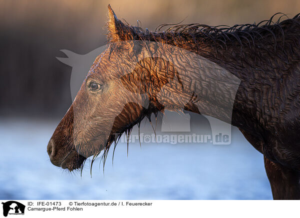 Camargue-Pferd Fohlen / Camargue Horse foal / IFE-01473