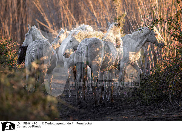 Camargue-Pferde / Camargue Horses / IFE-01476
