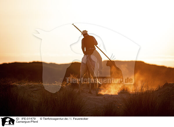 Camargue-Pferd / IFE-01479