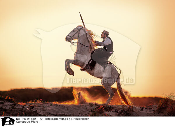 Camargue-Pferd / Camargue Horse / IFE-01480