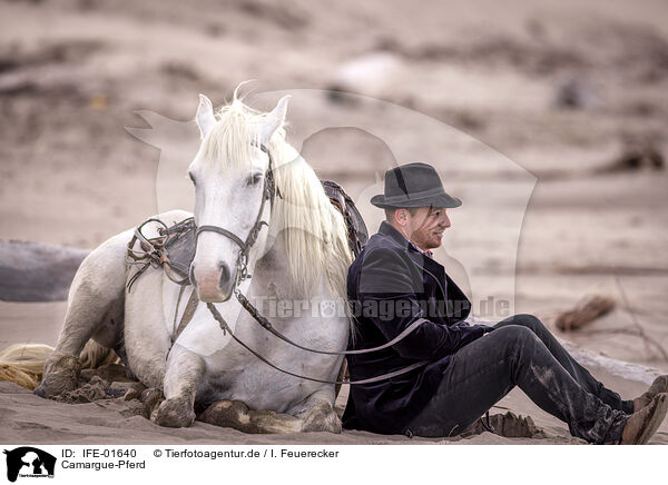 Camargue-Pferd / Camargue Horse / IFE-01640