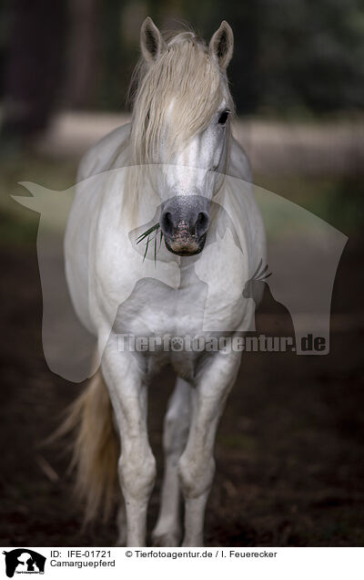 Camarguepferd / Camargue horse / IFE-01721