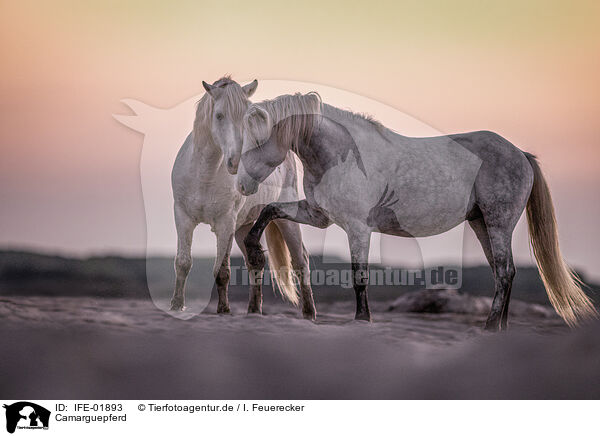 Camarguepferd / Camarguehorse / IFE-01893