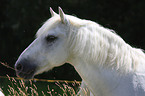 Camargue-Pferd Portrait