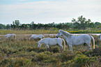 Camargue-Pferde