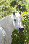 Camargue-Pferd Portrait