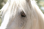 Camargue-Pferd Portrait