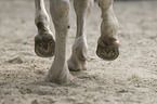 Camargue-Pferd Portrait