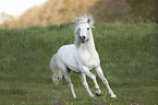 galoppierendes Camargue-Pferd