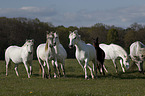 Camargue-Pferdeherde