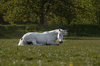 liegendes Camargue-Pferd