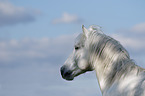 Camargue-Pferd Portrait