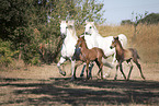 trabende Camargue-Pferde