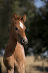 Camargue-Pferd Portrait