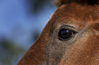 Camargue-Pferd Portrait