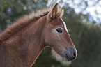 Camargue-Pferd Portrait