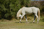 Camargue-Pferd