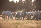 Camargue-Pferde