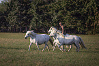 Camargue-Pferde