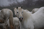 Camargue-Pferde