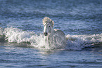 Camargue-Pferd