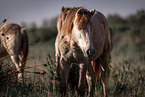 Camargue-Pferde