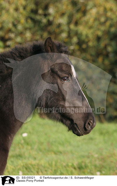 Classic Pony Portrait / SS-05021