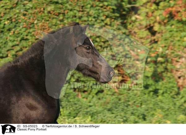 Classic Pony Portrait / SS-05023