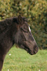 Classic Pony Portrait