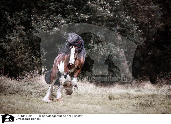 Clydesdale Hengst / NP-02019