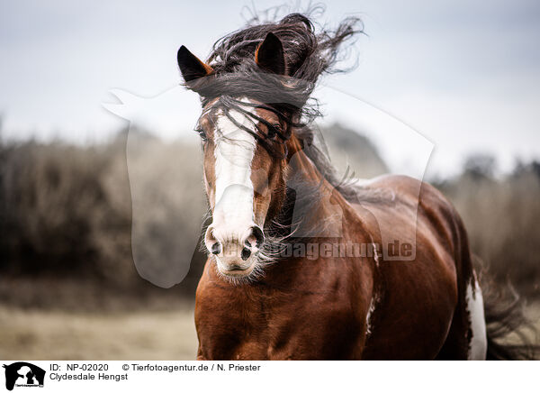 Clydesdale Hengst / Clydesdale stallion / NP-02020