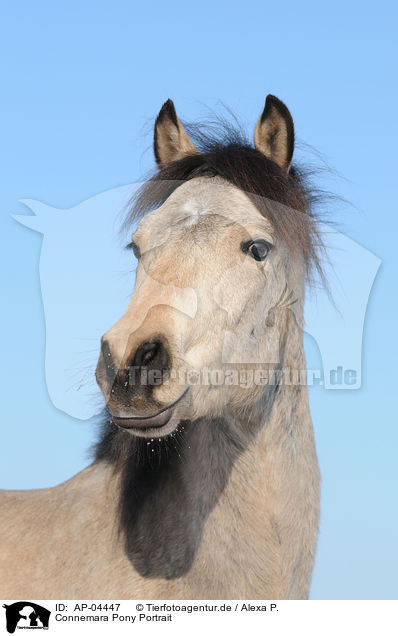 Connemara Pony Portrait / AP-04447